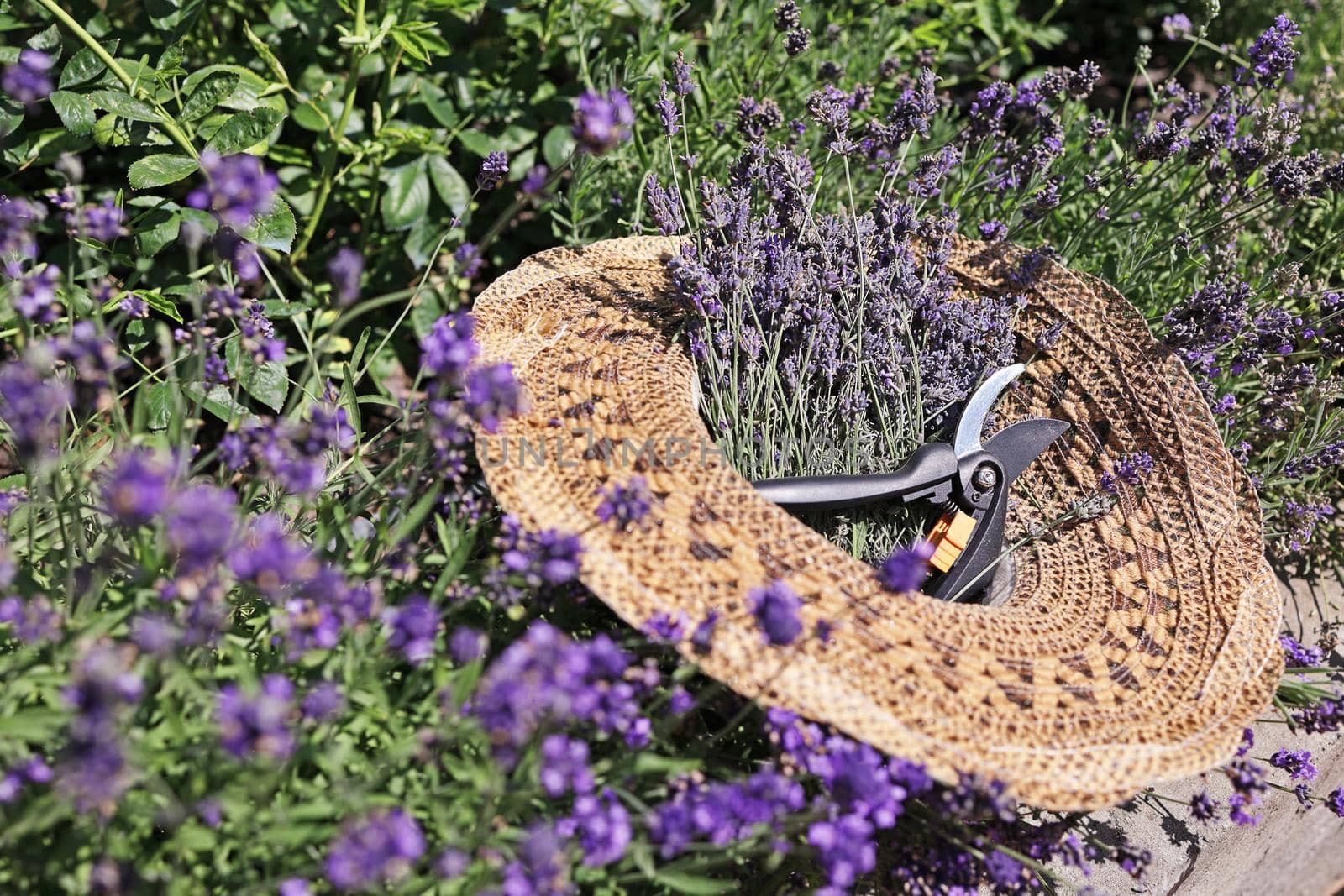 Harvesting lavender. Cut dry lavender inflorescences and a garden pruner in a hat against the background of lavender bushes. Summer.