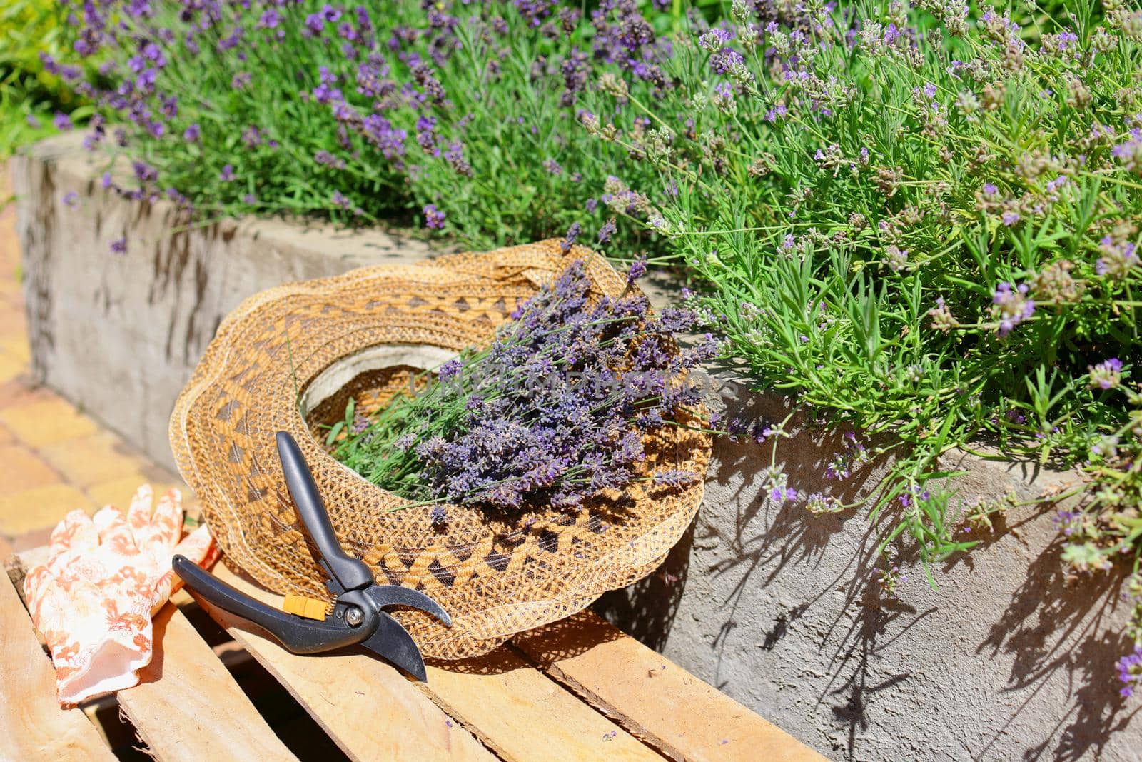 Harvesting lavender.Cut dry lavender flowers and a garden pruner in a hat on a wooden box next to blooming lavender bushes. Summer.