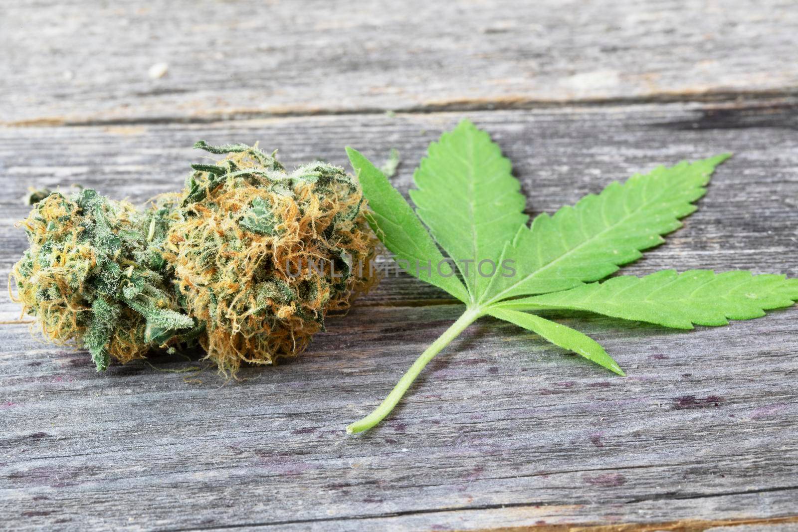 Cannabis Bud and Leaf by charlotteLake