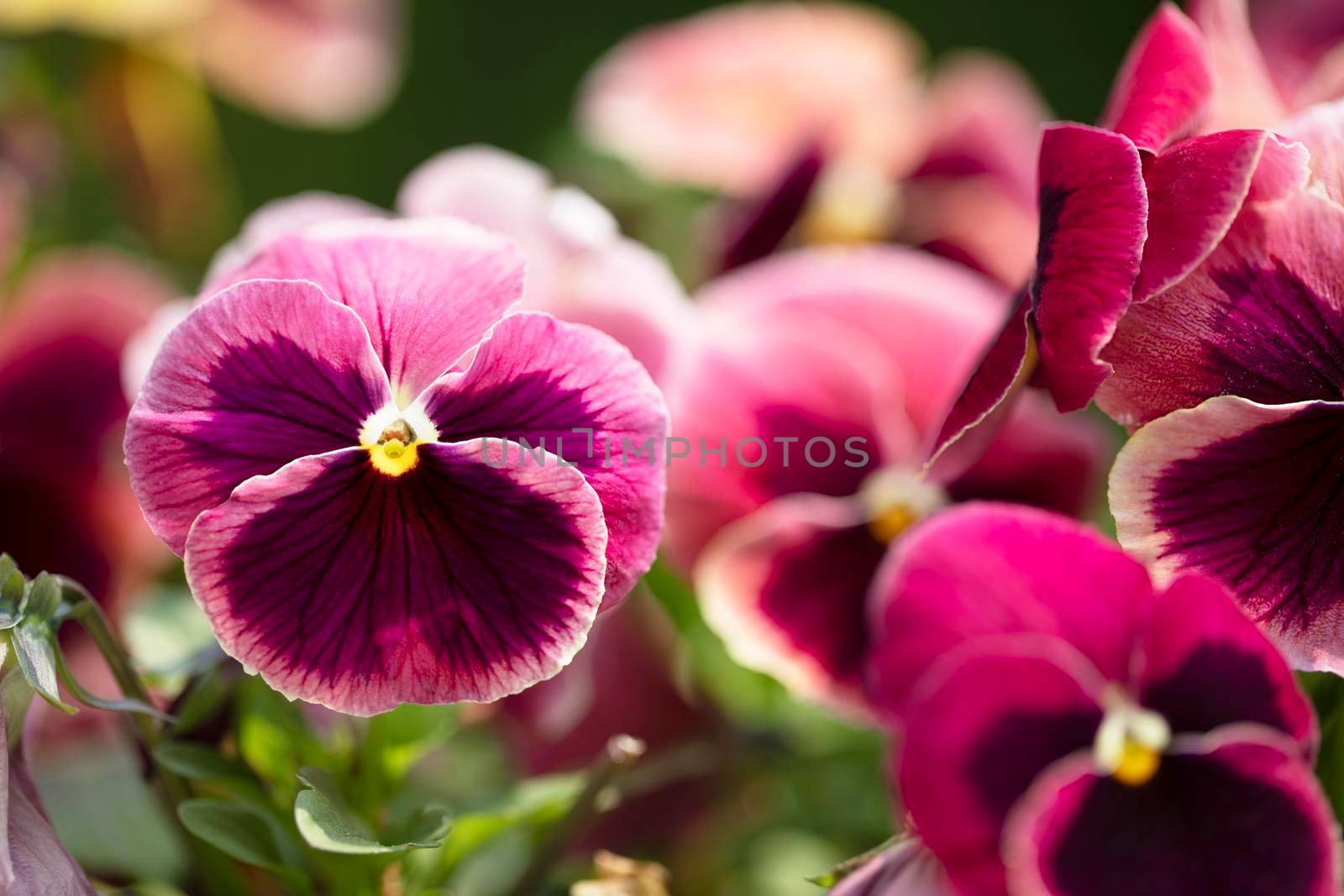 Close up of bright magenta pansy with deep purple blotch and yellow center
