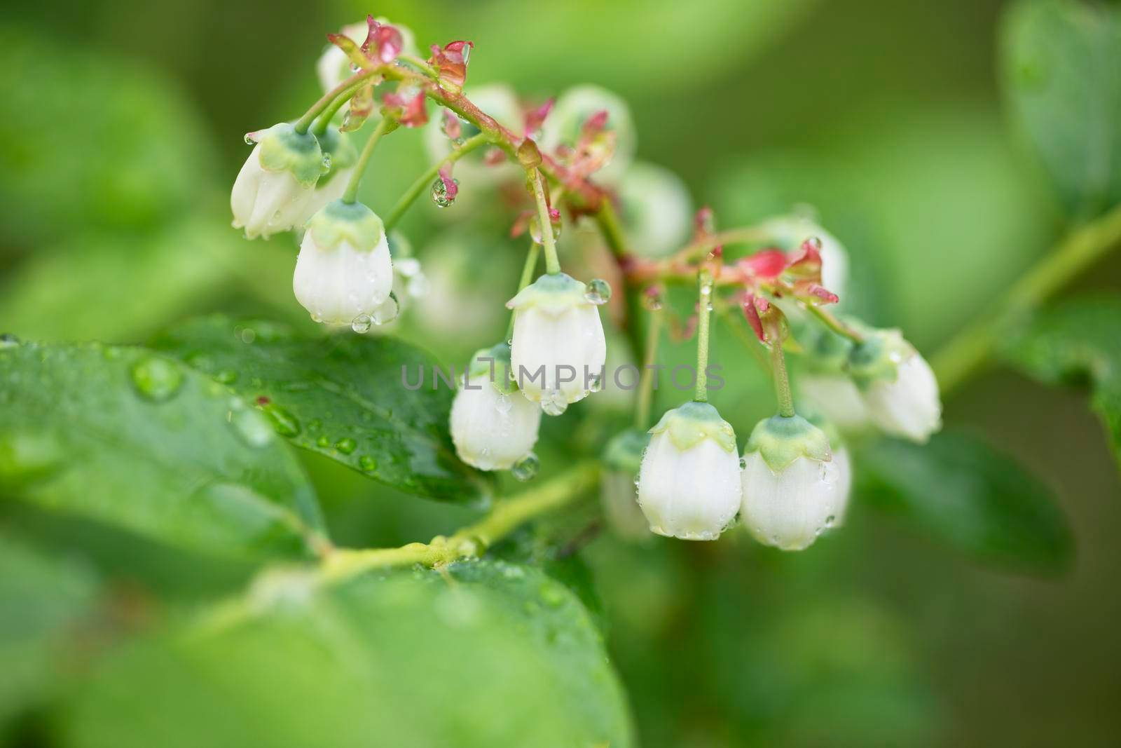 Close up of blueberry flowers covered in dew on a spring morning.