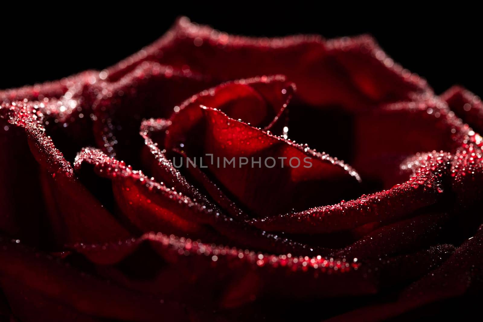 Blooming red rose bud in water drops on a black background, use as background, wallpaper, greeting card