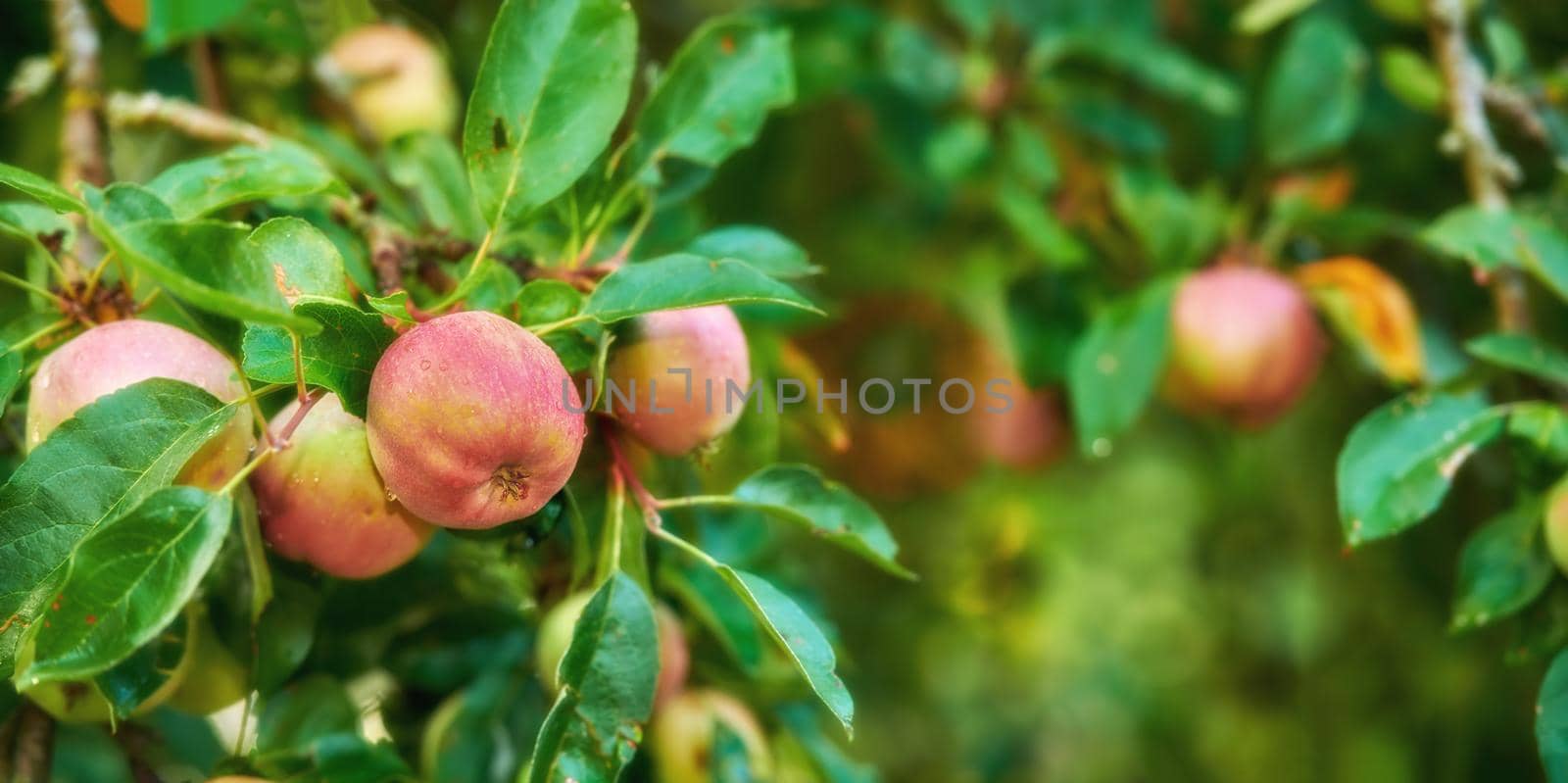 Red apples growing on a lush green fruit tree on a summer day. Fresh and healthy organic food outdoors in a garden. Closeup of branch with produce crops hanging ready for harvest on a farm. by YuriArcurs