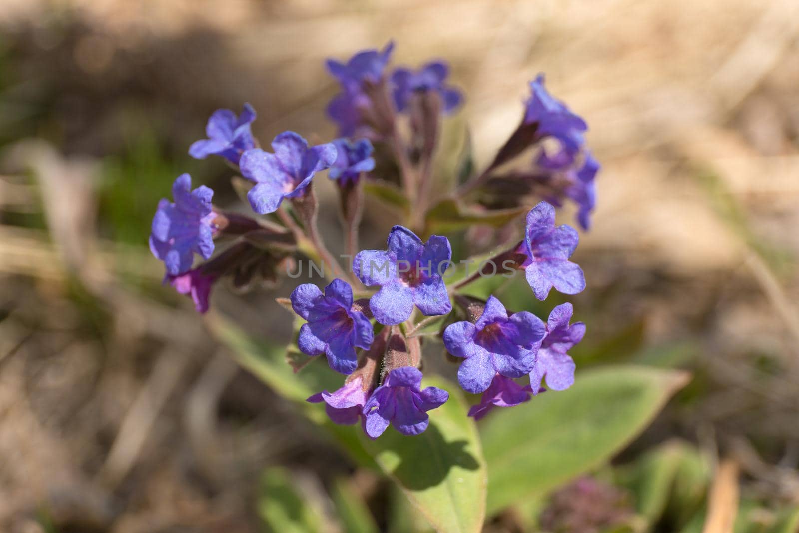 Lungwort blue flowers on blur background. Pulmonaria plant close up