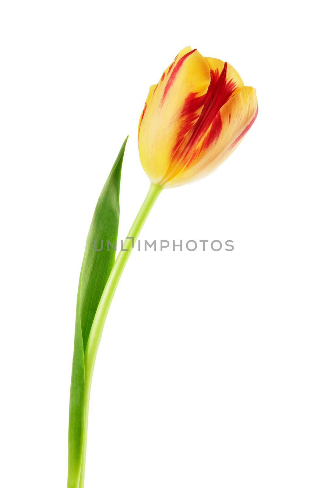 Tulip flower with stem and leaf, isolated on a white background.
