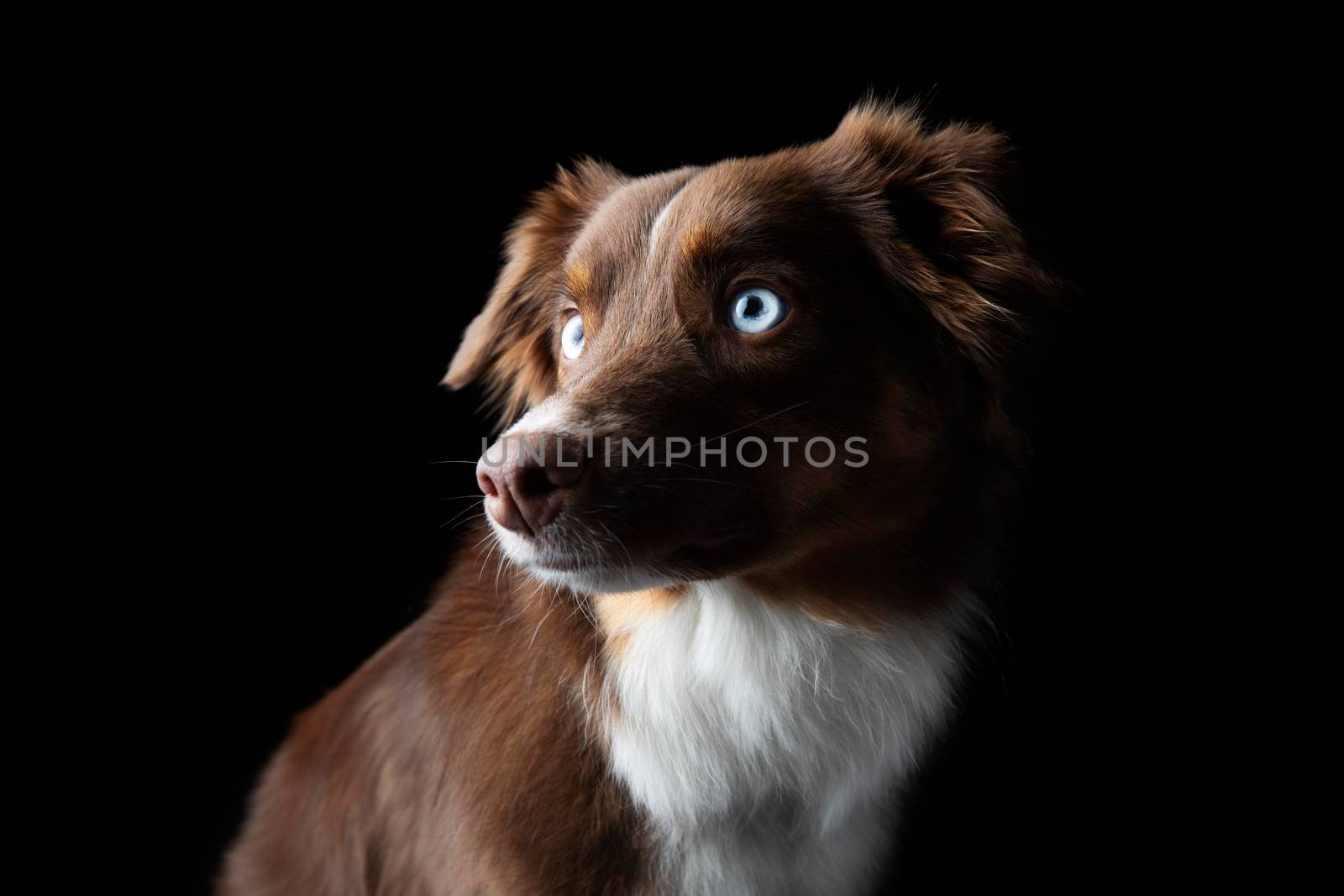 Dramatic portrait of red tri Miniature American Shephard with blue eyes