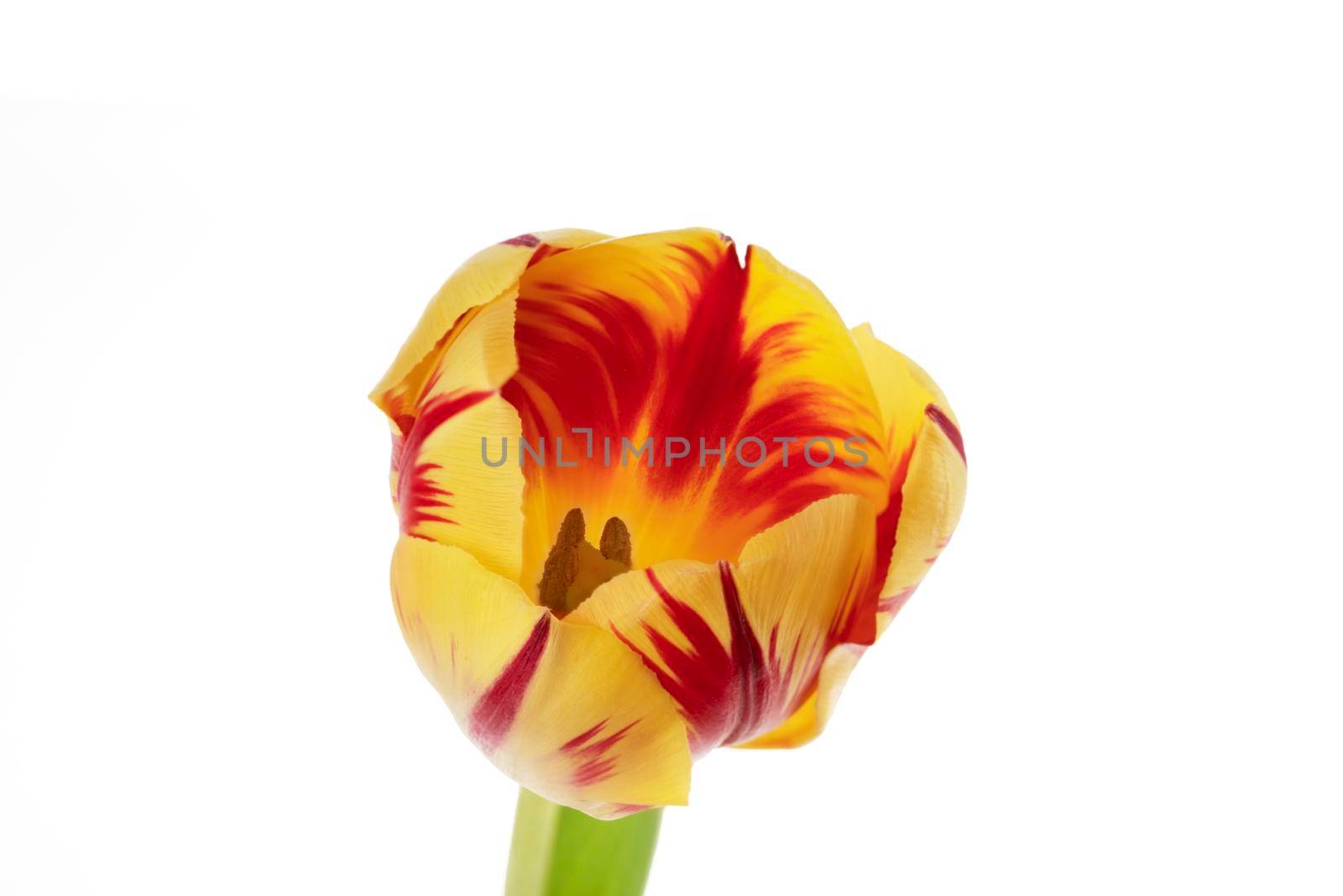 Close up or tulip flower showing pistel and stamen, isolated on white.