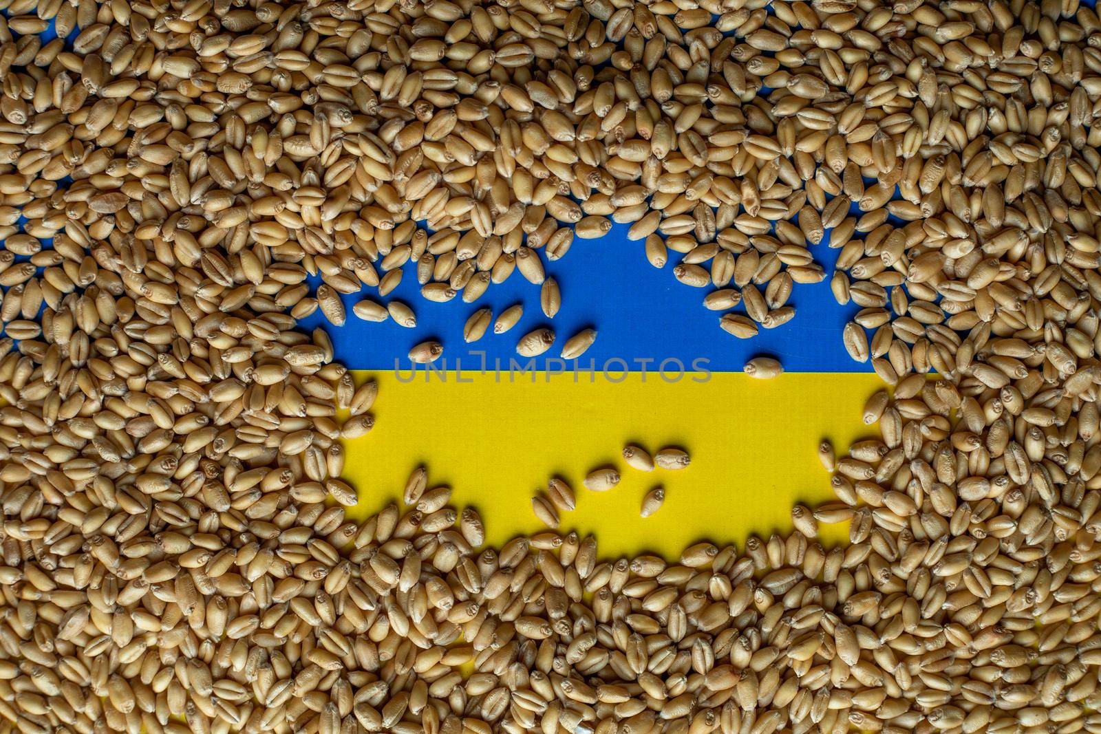 Wheat grain on Ukraine flag. Concept of grain export problems by adamr
