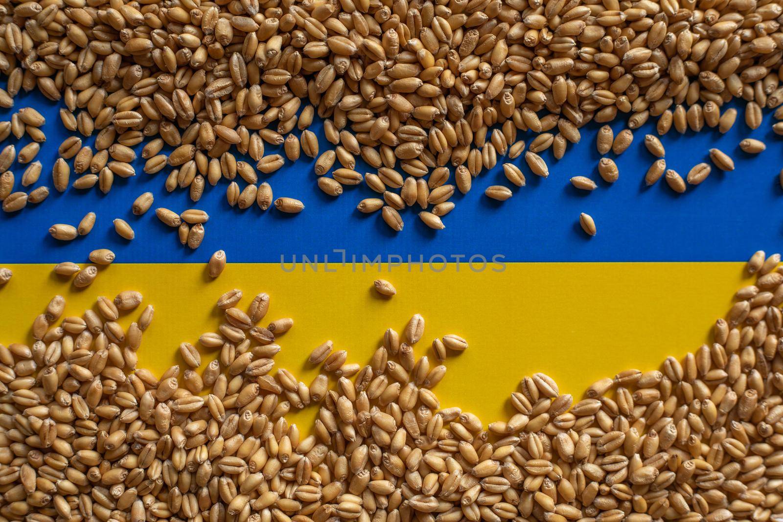 Wheat grain and Ukraine flag colors. Concept of grain floating problems stock photo