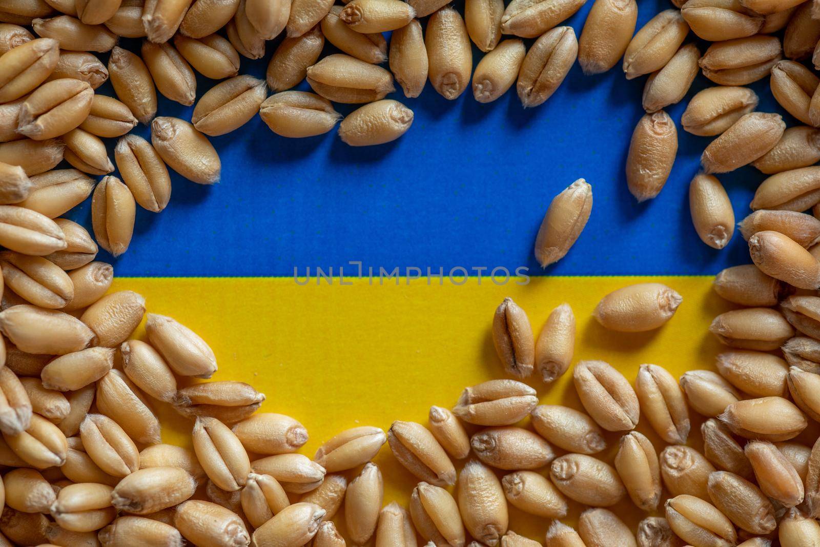 Wheat grain on Ukraine flag. Concept of grain export problems by adamr