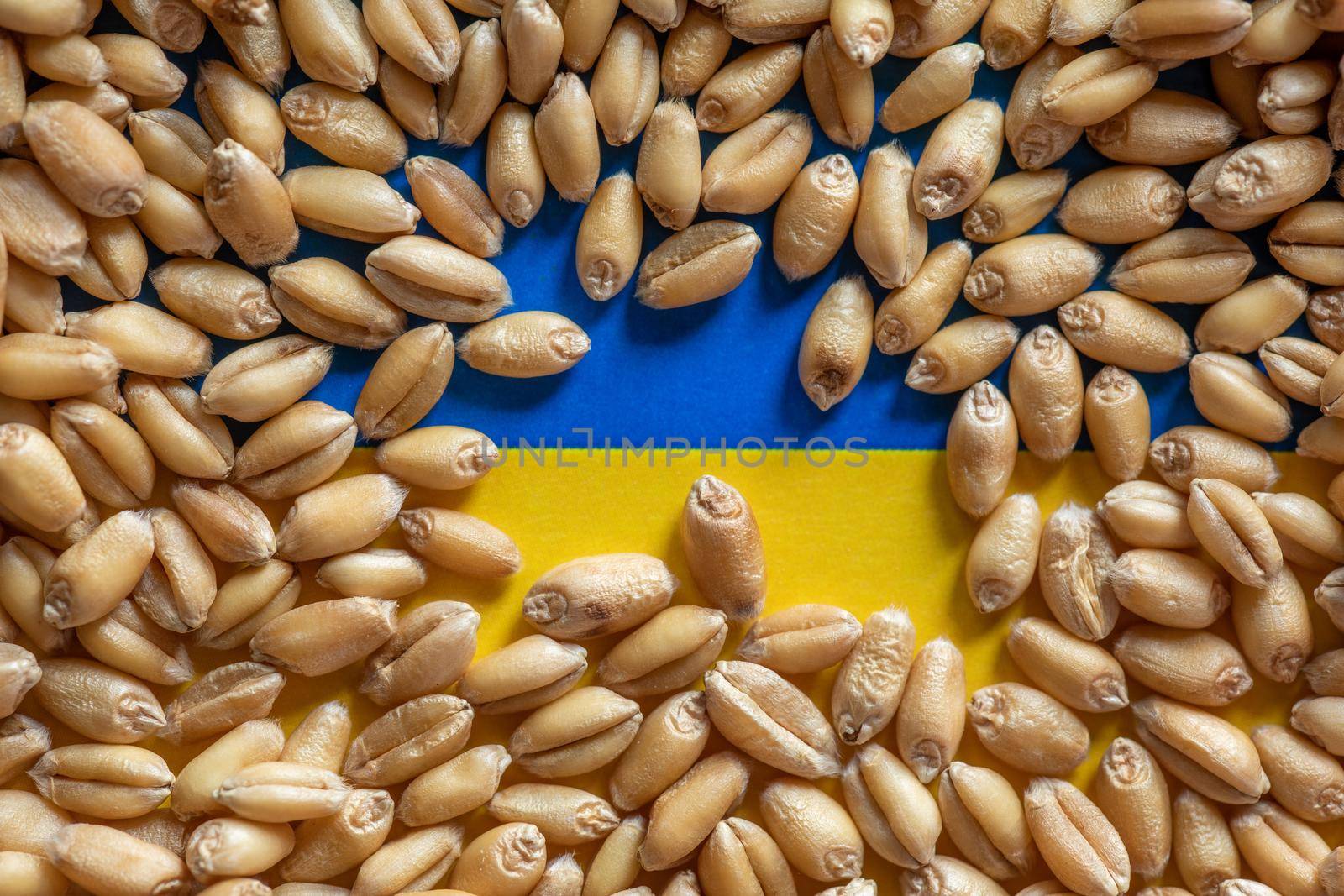 Wheat grain on Ukraine flag. Concept of grain export problems by adamr