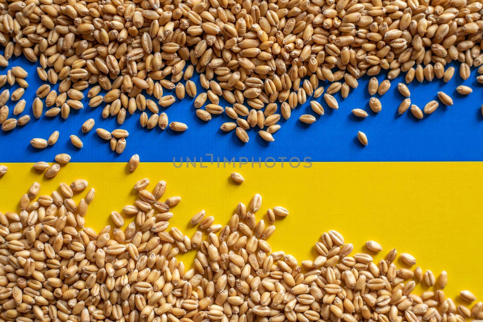Wheat grain and Ukraine flag colors. Concept of grain floating problems by adamr