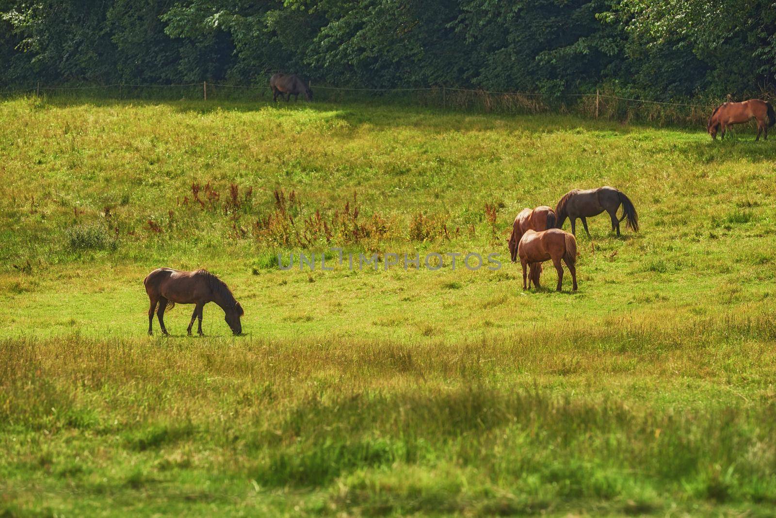 Herd of brown horses eating grass while roaming on a field in the countryside with copyspace. Stallion animals grazing on green meadow in the sun. Breeding livestock equine animals on a ranch or farm by YuriArcurs