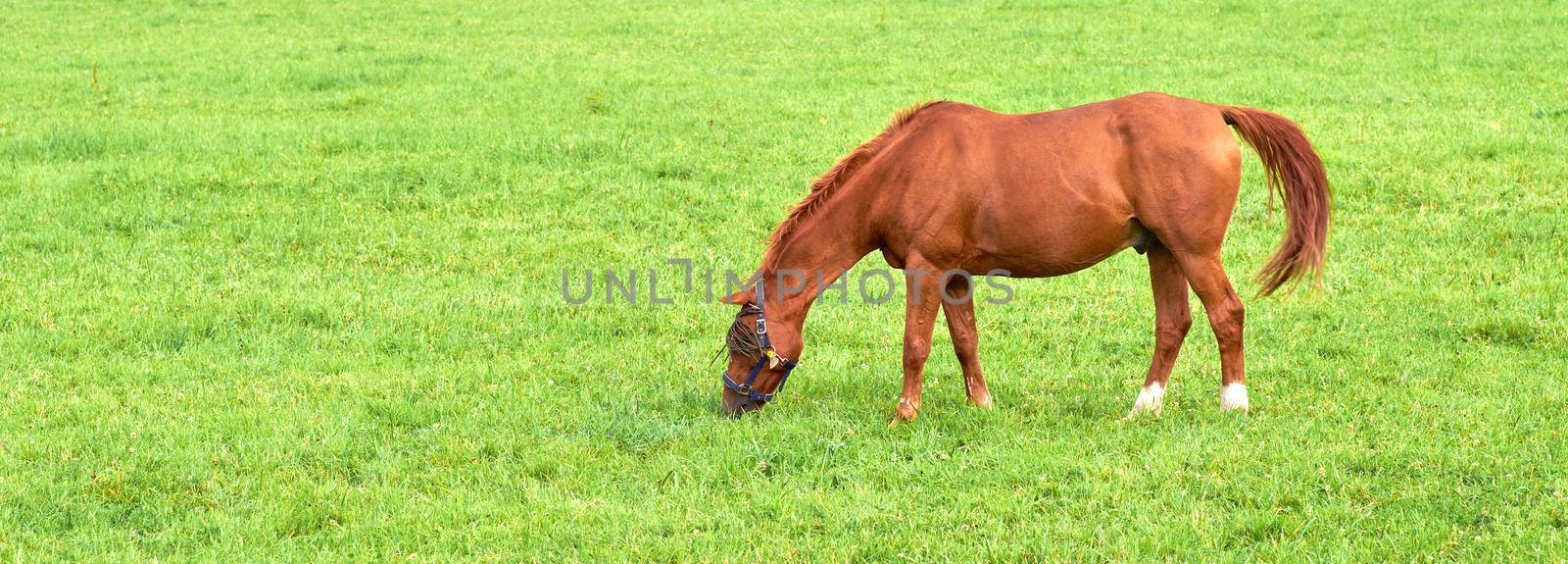 Brown baby horse eating grass from a lush green meadow with copyspace on a sunny day. Hungry purebred chestnut foal or pony grazing freely alone outdoors. Breeding livestock on a rural farm or ranch.