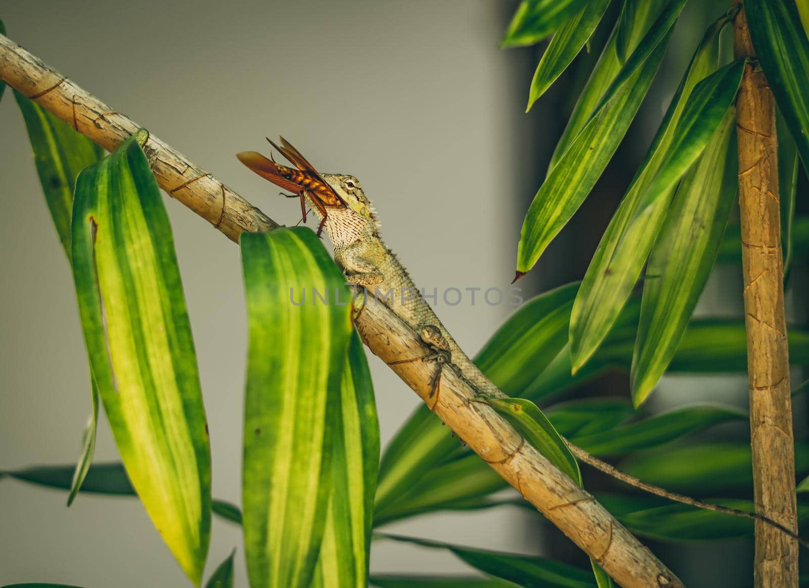 BANNER Macro close-up photo captures moment big gray lizard eat devourie prey swallow still fluttering brown beetle cockroach sit on branch. Green bright nature background. Life struggle, ecosystem.