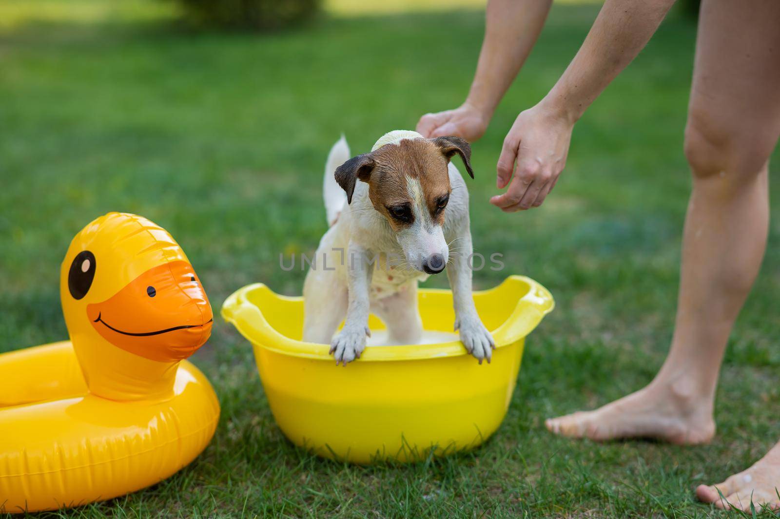 The owner washes the dog Jack Russell Terrier in a yellow basin on a green lawn