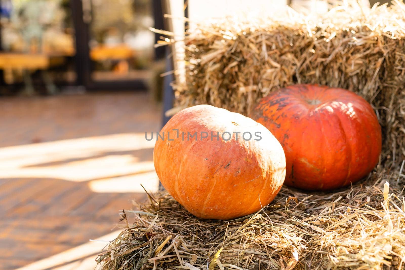 Orange pumpkins in the field for hallowen and fall background by Andelov13