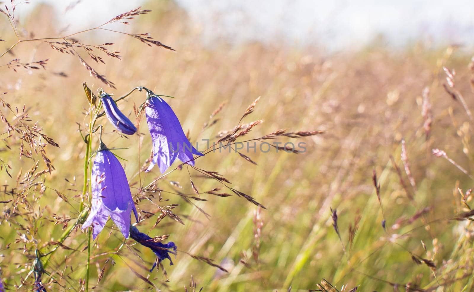 Lilac bells in the field, against the background of the rotten grass. High quality photo