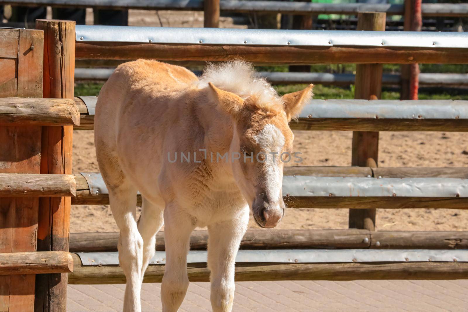 Close-up of a young horse at the stables