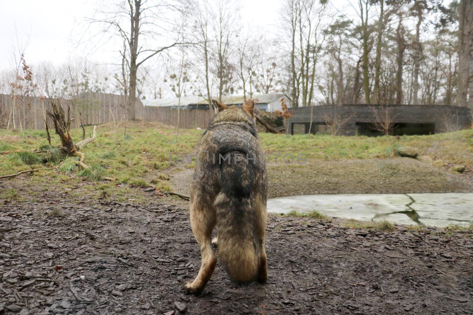 Rear view of a large adult wolf in an animal park
