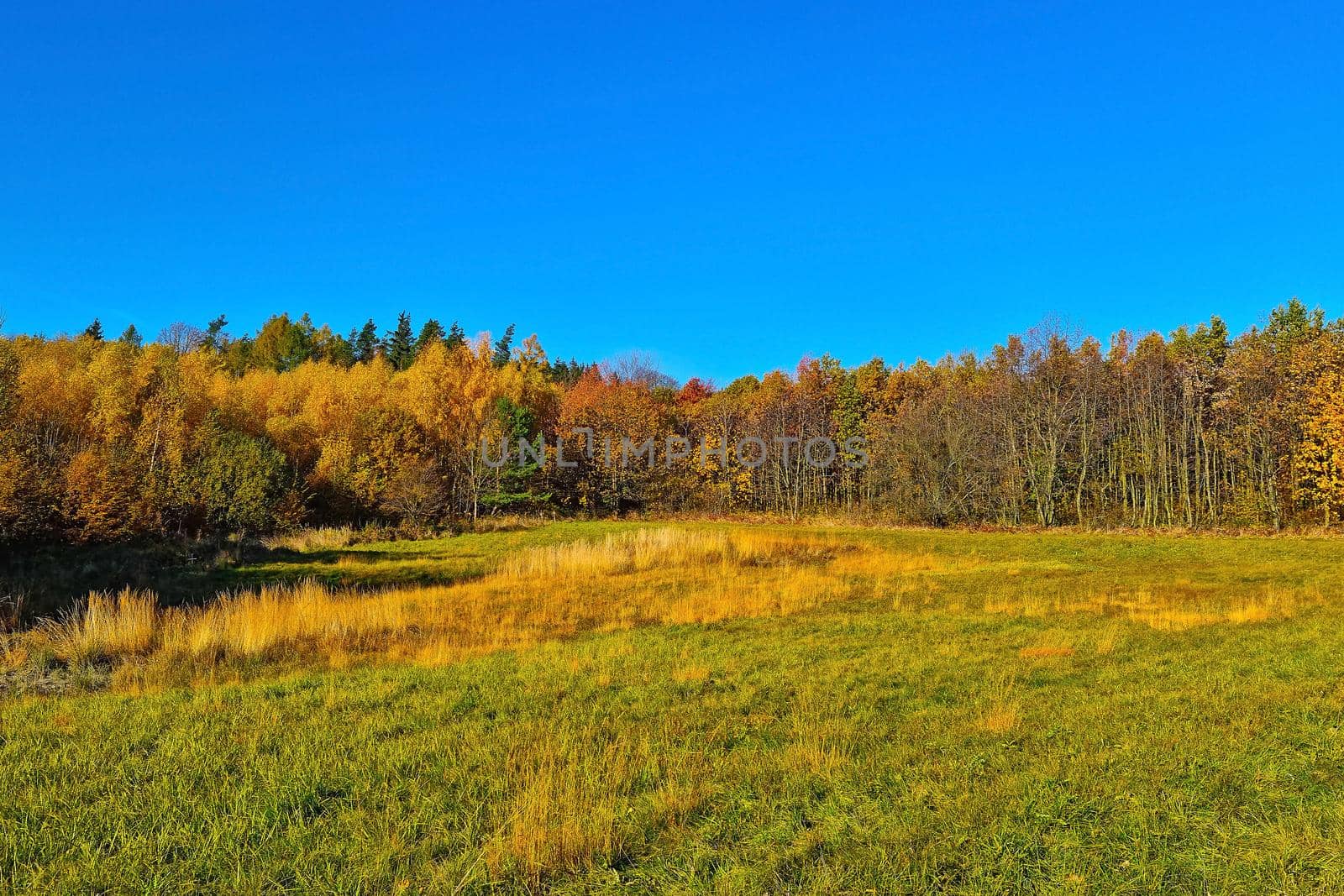 Yellow red forest on a sunny warm autumn day