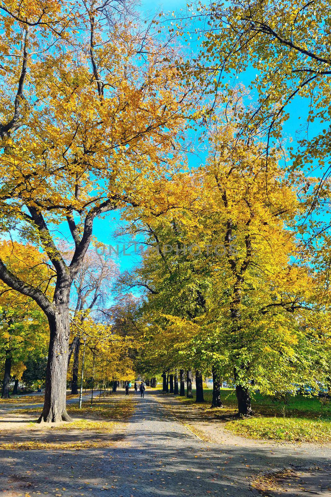 Beautiful yellow green park in the park in autumn