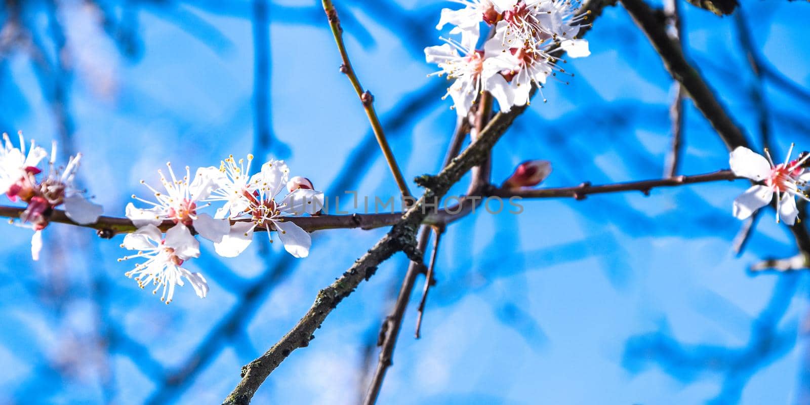 Cherry Blossom trees, Nature and Spring time background, Apple branch with beautiful sky background, white sakura, close up selective focus