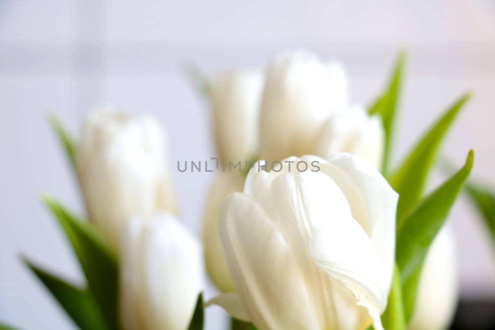 Soft focus. White flowering tulips in a vase