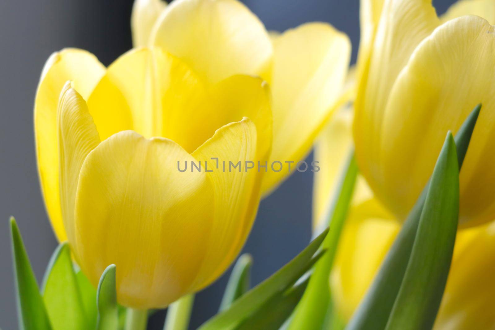 Close-up of yellow flowering tulips. Congratulations on the holiday. by kip02kas