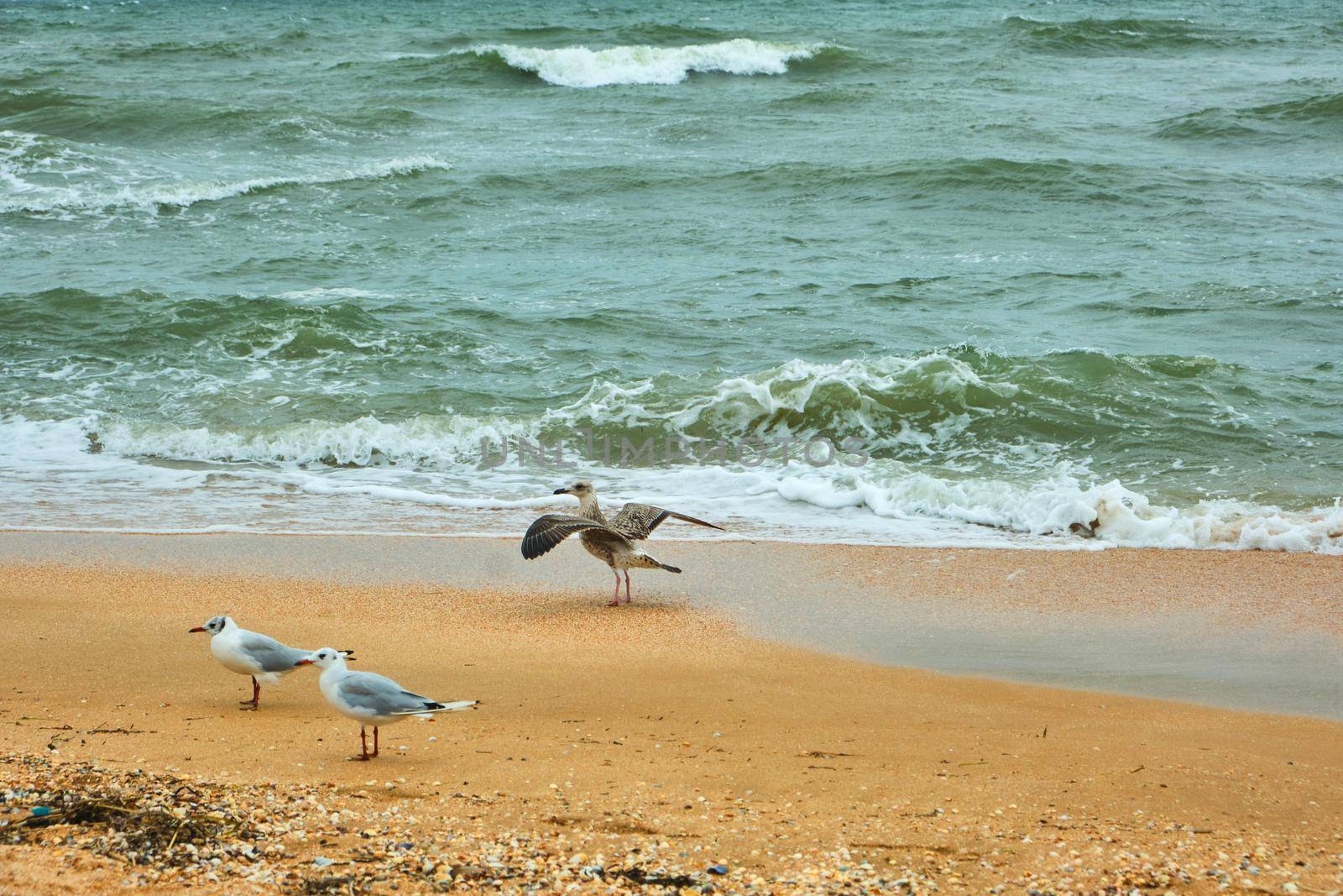 Seagulls flying in colorful blue sky, turquoise color sea and fluffy clouds. beautiful ocean view, overcast weather