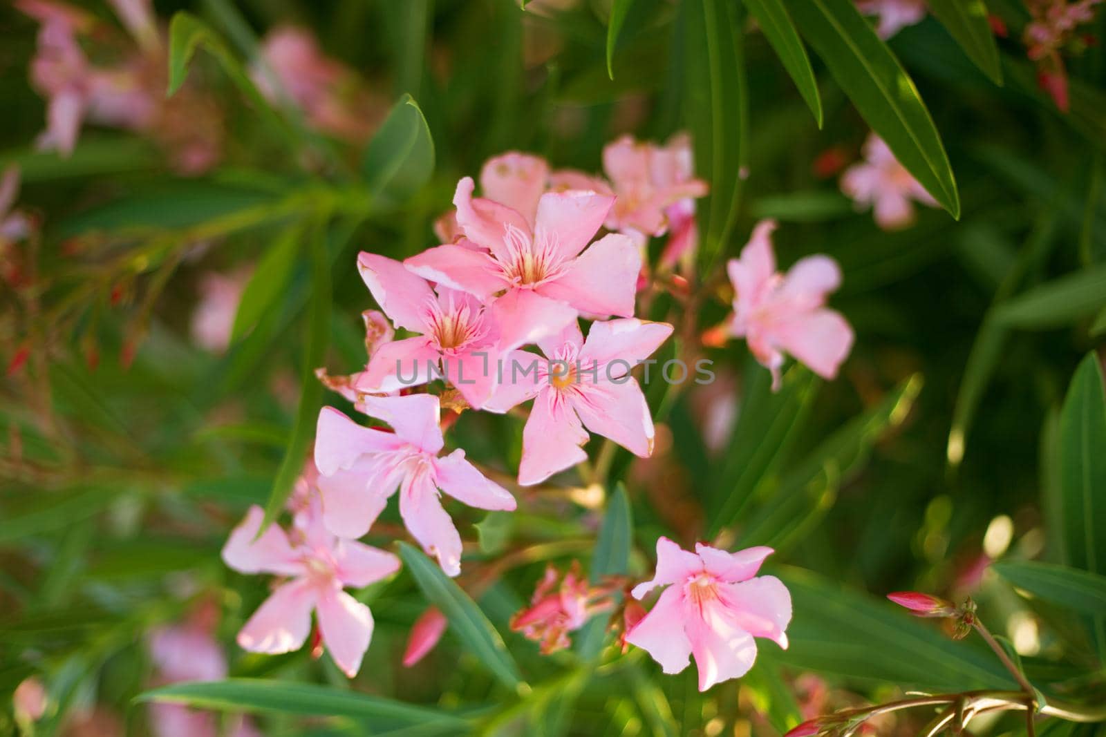 Beautiful pink oleander flowers on blur green leaves background.