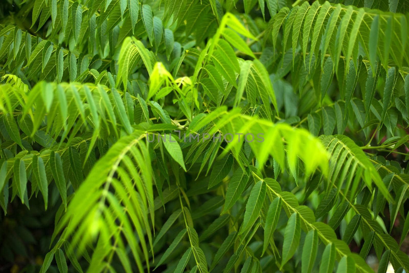 Tropical green leaves fresh blur background