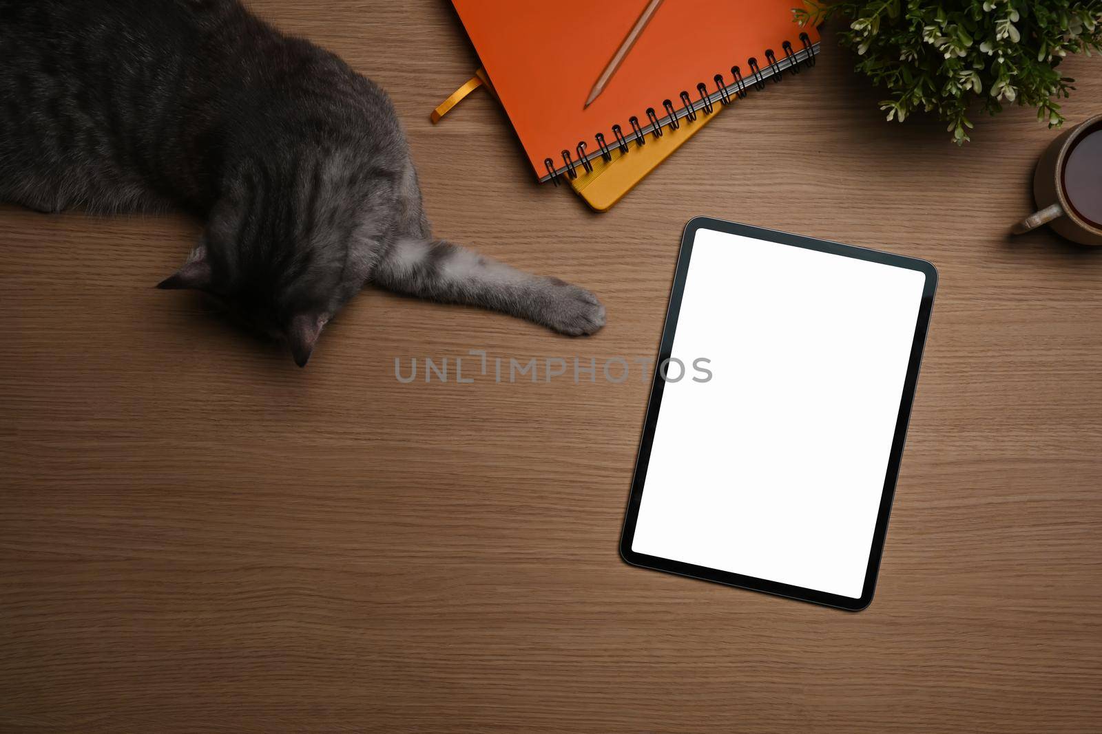 Above view cute cat, digital tablet, notebook and houseplant on wooden table. by prathanchorruangsak