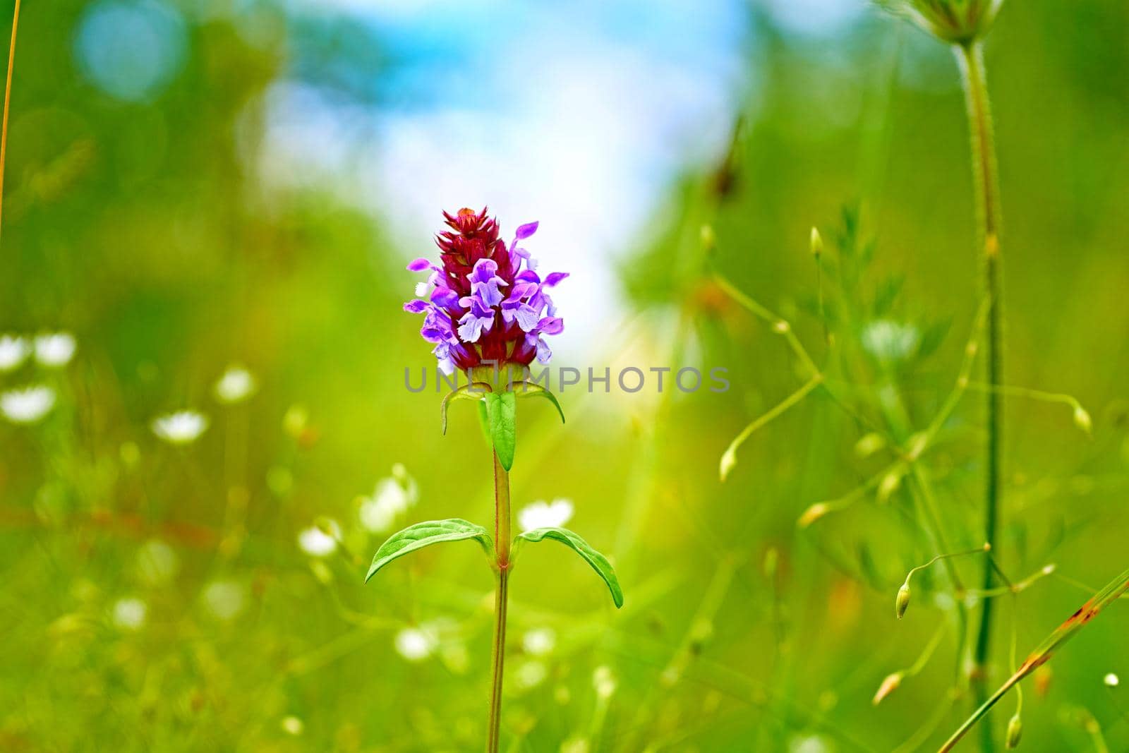 the seed-bearing part of a plant, consisting of reproductive organs that are typically surrounded by a brightly colored corolla. lilac pink flower among greenery and blue sky. High quality photo