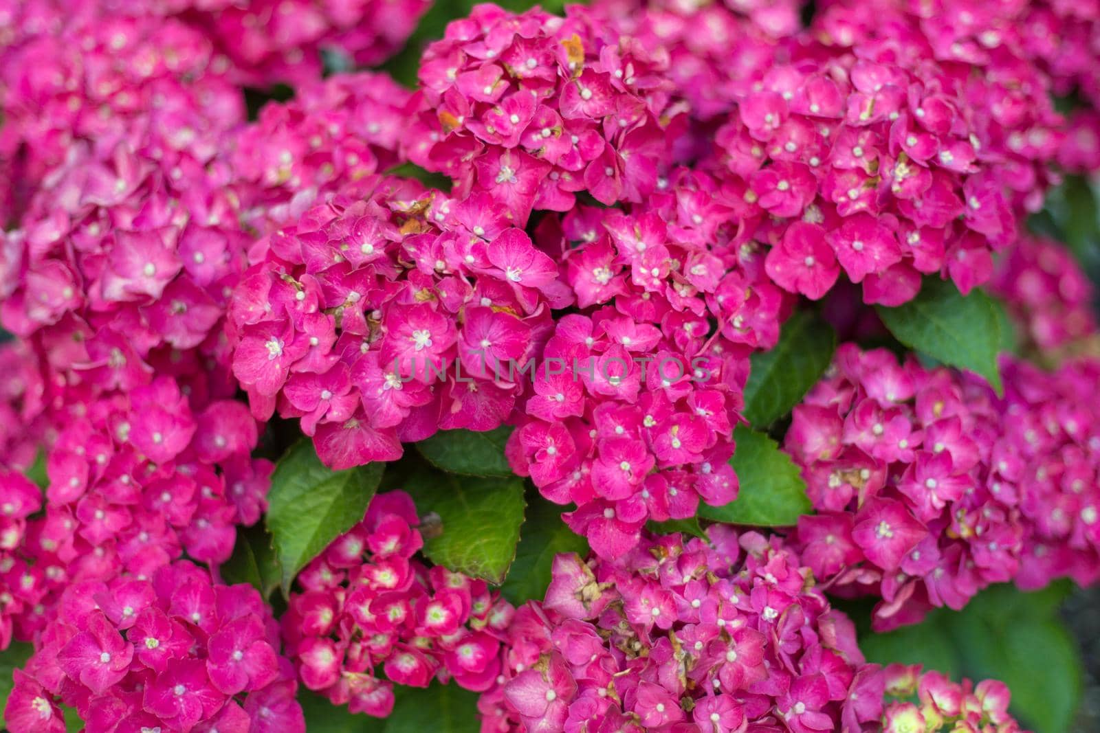 Fresh hortensia bright pink flowers and green leaves background