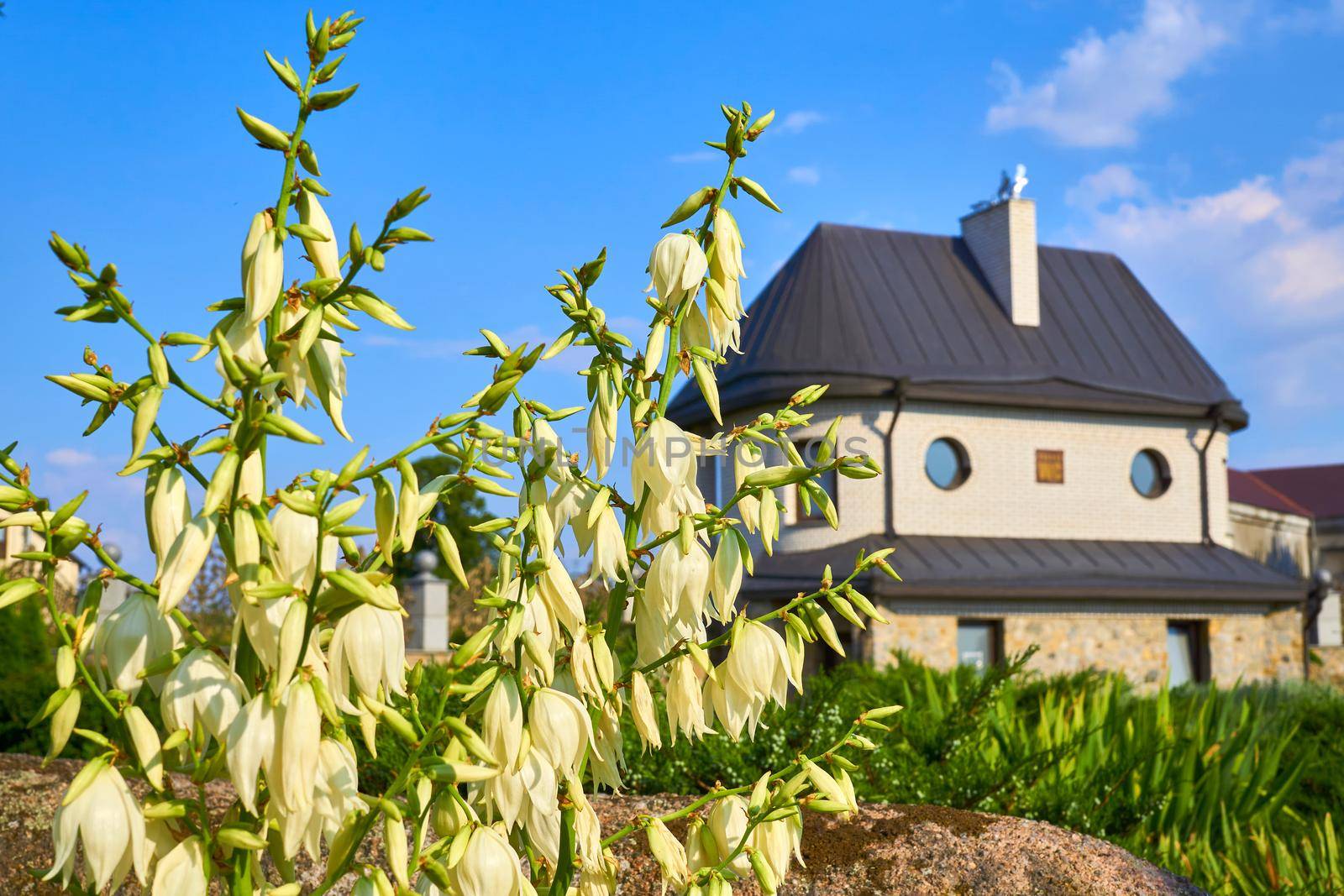 also known as soap weed Yucca , is an evergreen succulent plant that is closely related to the agave genus. Delicate yellow flower Yucca glauca and a small cozy house.