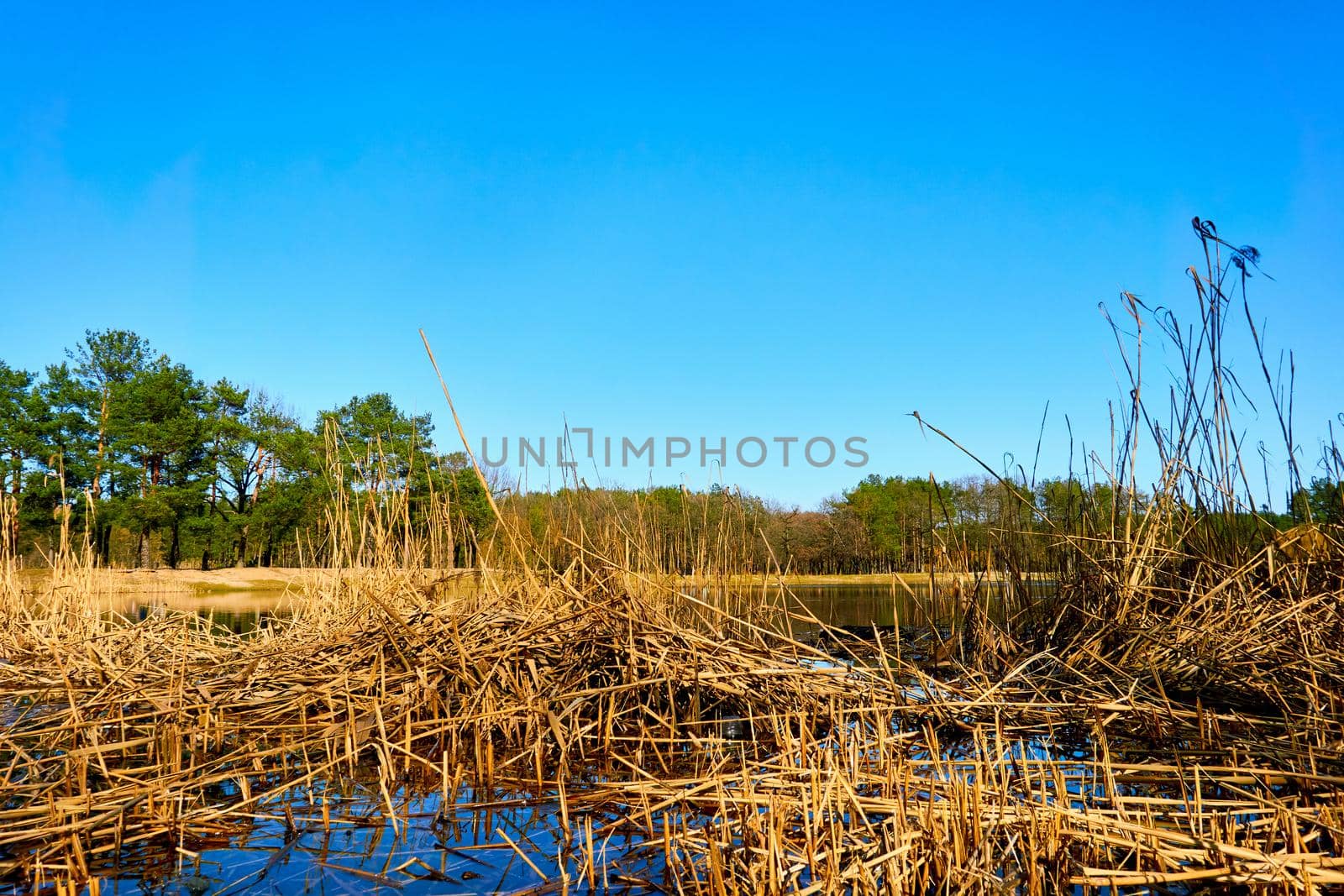 Autumn joy freshness. Golden orange reeds, trees, green pines and a blue lake by jovani68