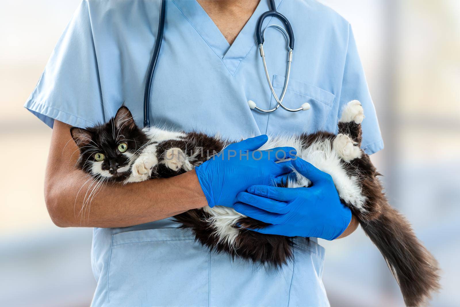 Examinations of a cat by a veterinarian male doctor. by JPC-PROD