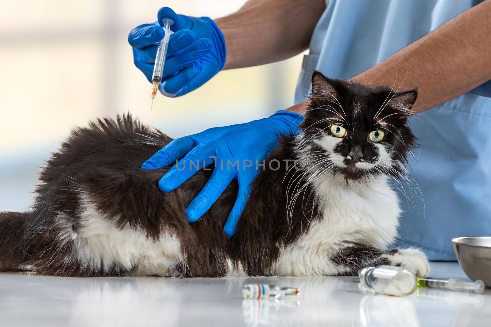 Pet healthcare Cat undergoing a vaccine