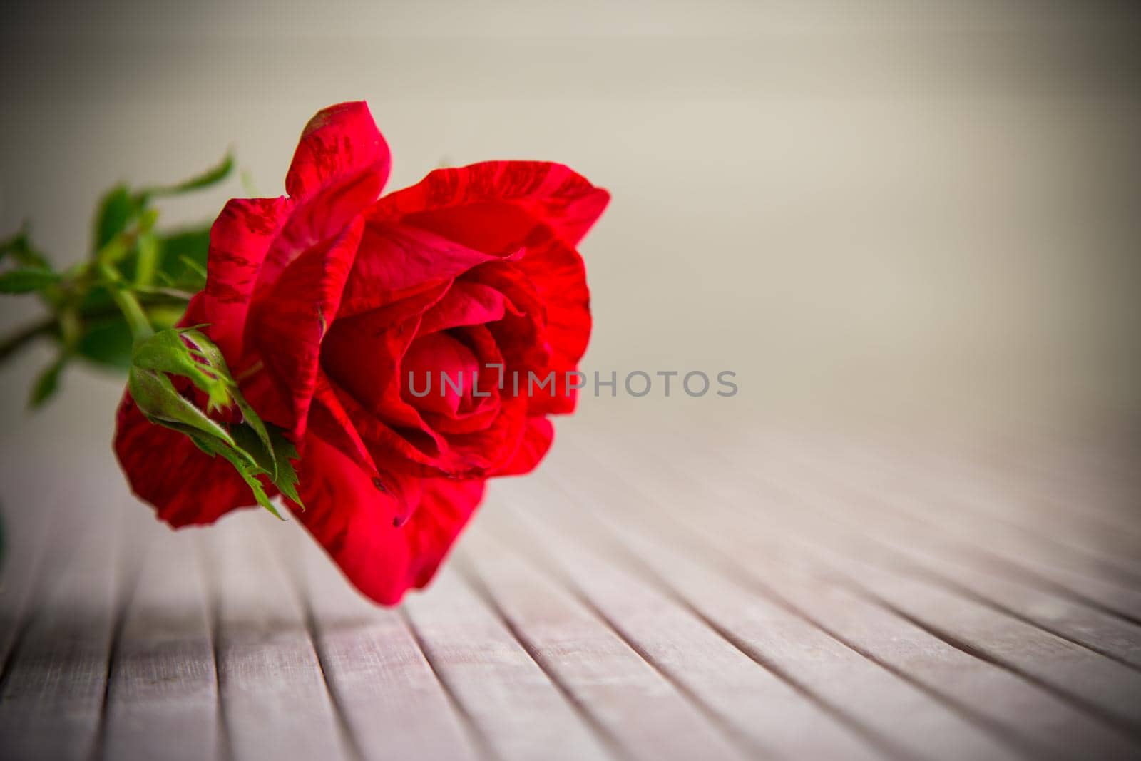 beautiful red rose close-up on a light background by Rawlik