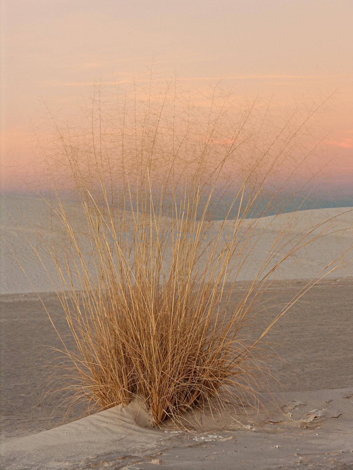 Desert Grasses in White Sands by lisaldw