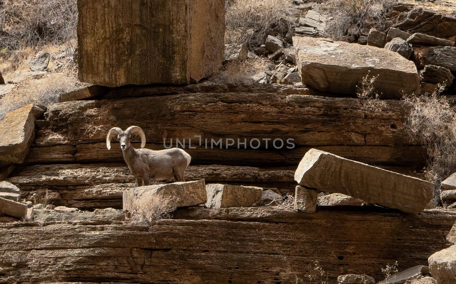 Bighorn Sheep in the Grand Canyon by lisaldw
