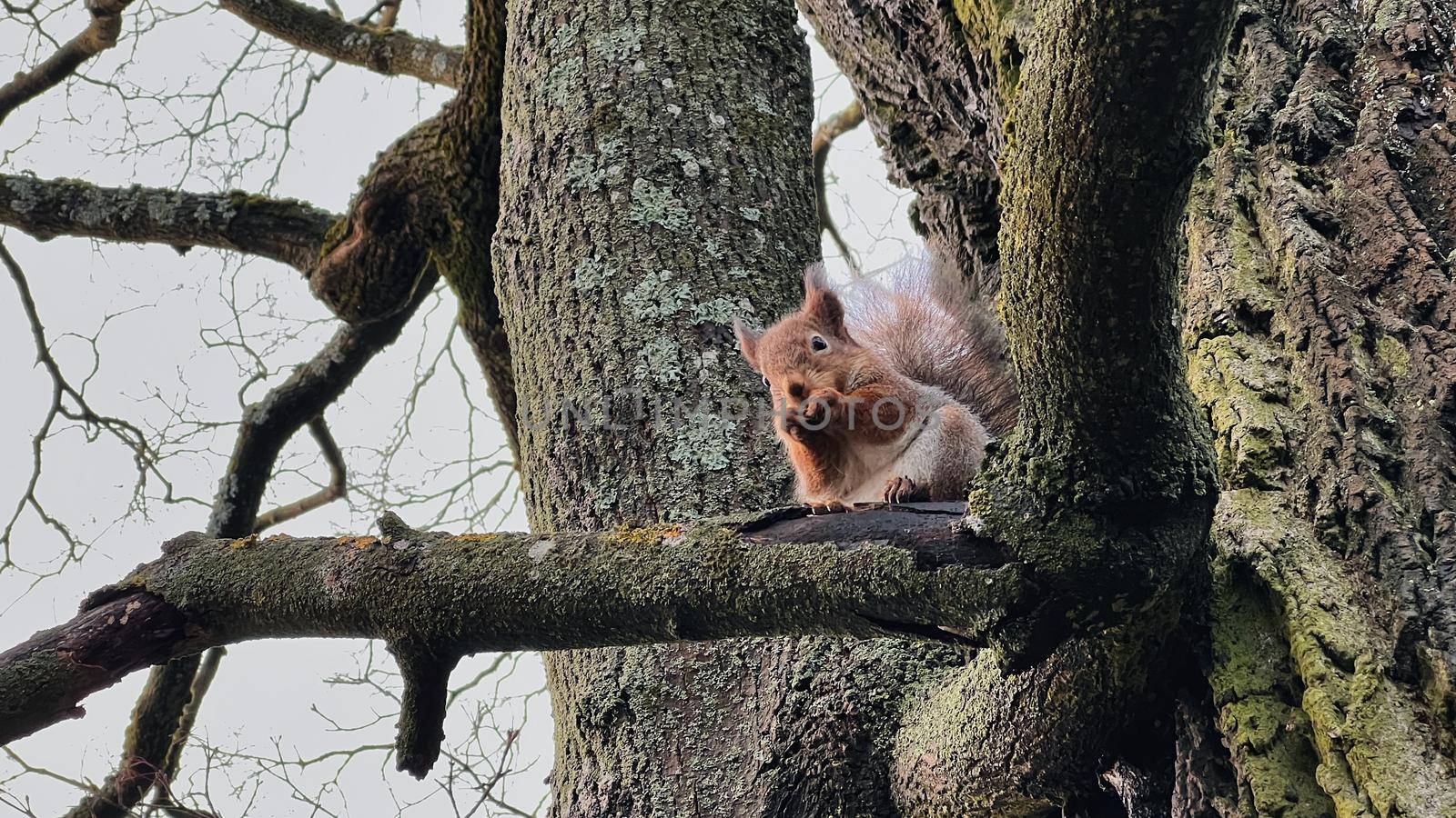 Squirrel sitting on a tree in winter by Varaksina