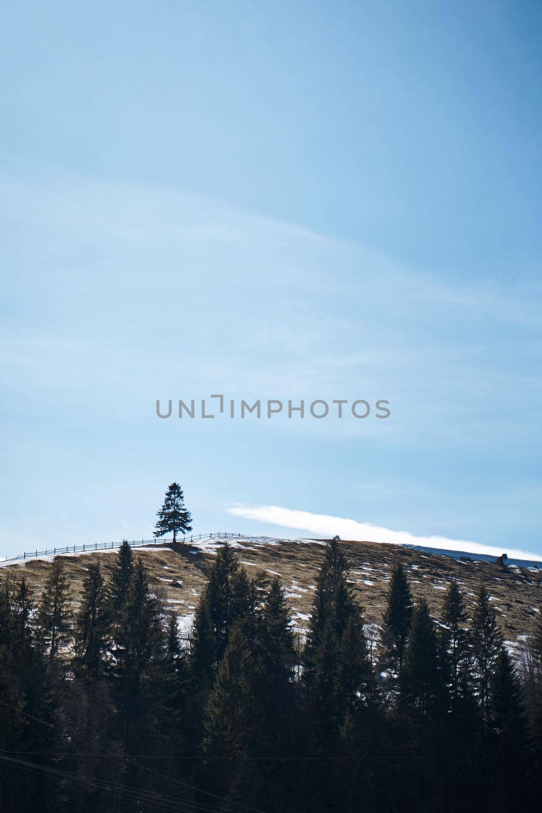 Ukrainian karpaty mountains landscape. Lone tree on the hill by Try_my_best