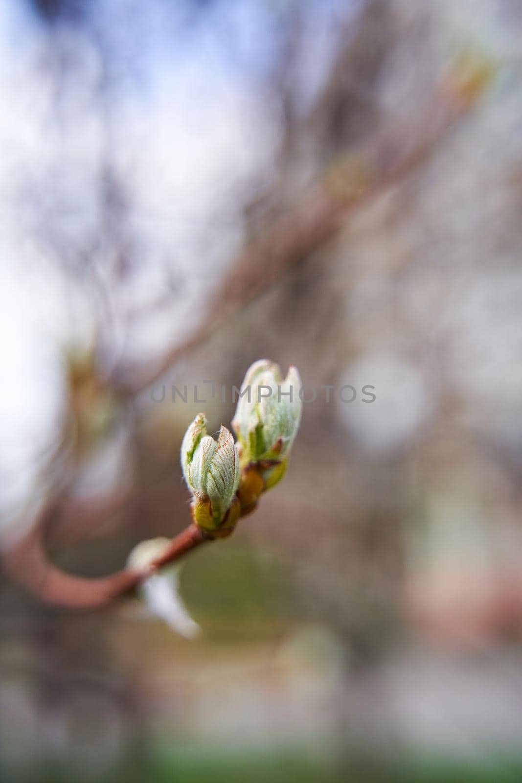 Spring in the city. Bud with green leaves on the tree branch.