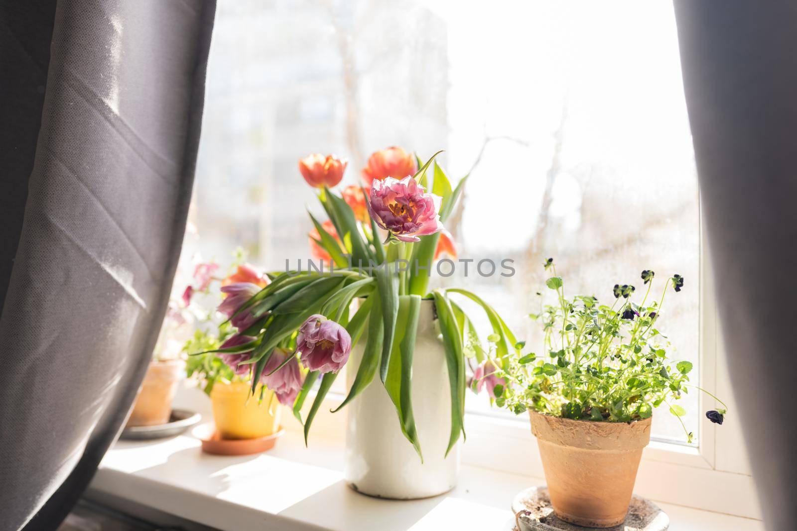 Bouquet of purple tulips standing at the window in a white metal jar by Varaksina