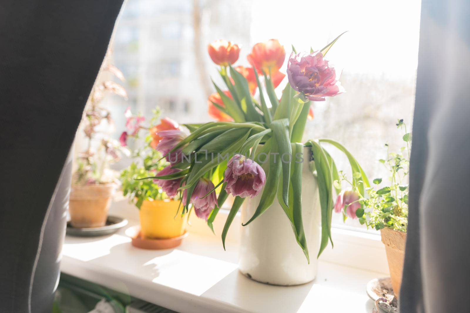 Bouquet of purple tulips standing at the window in a white metal jar surrounded with two pots with home plants. High quality photo