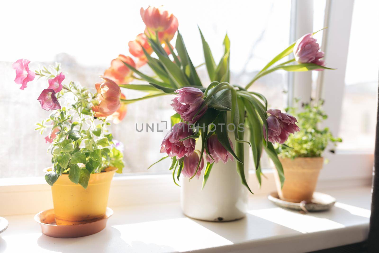 Bouquet of purple tulips standing at the window in a white metal jar by Varaksina