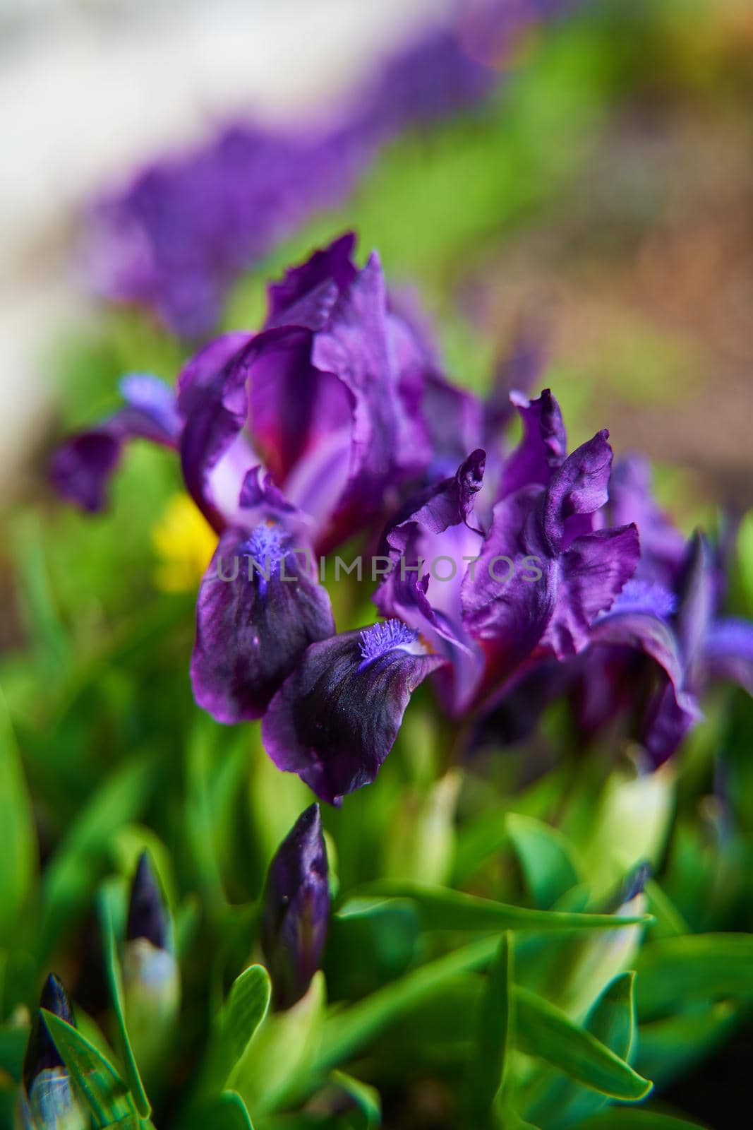 Purple iris flower close up in the garden.