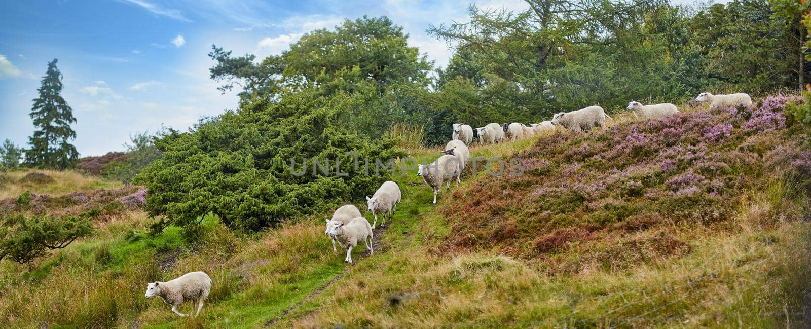 Flock of sheep walking and being herded together on a grazing farm pasture. Group of hairy, wool animals in remote countryside farmland and agriculture estate. Raising livestock for clothing industry.